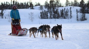 A dogsledder rides her team at Kam Lake in Yellowknife, NWT.